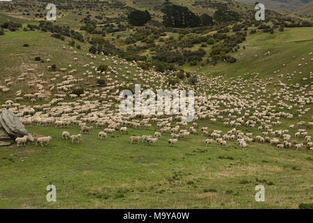 Pecore fattoria vicino a Wanaka, Nuova Zelanda Foto Stock