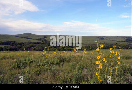 Konza Prairie, parte della Pietra Focaia colline del Kansas. Foto Stock