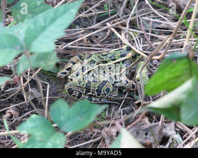 Rana di Leopard. Molti leopard rane siano visti in DeSoto in e intorno alle acque alluvionali sfuggente. Check out questa si nascondono nell'erba nei pressi di una zona allagata del rifugio. Foto Stock