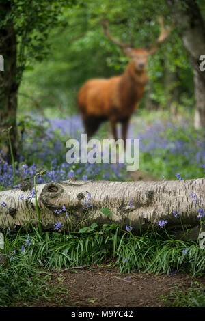 Red Deer stag in bella la profondità di campo di una foresta di bluebell immagine orizzontale Foto Stock