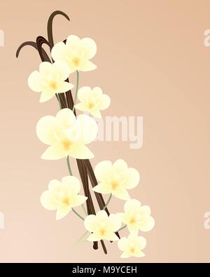 Una illustrazione di splendidi colori crema fioriture di orchidee con baccelli di vaniglia su un leggero sfondo beige Illustrazione Vettoriale