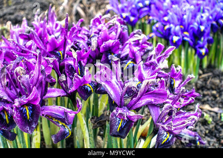 Giardino primaverile iris viola, Iris reticolata George e Harmony primavera iris letti Foto Stock