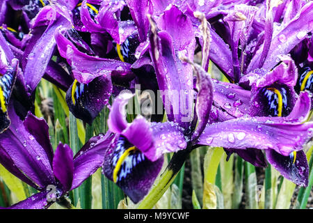 Gocce di pioggia di fiori di Iris reticolata 'George' Foto Stock