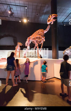 I bambini guardando gli scheletri di dinosauri, Houston Museo di Scienza Naturale, Houston, Texas, Stati Uniti d'America Foto Stock