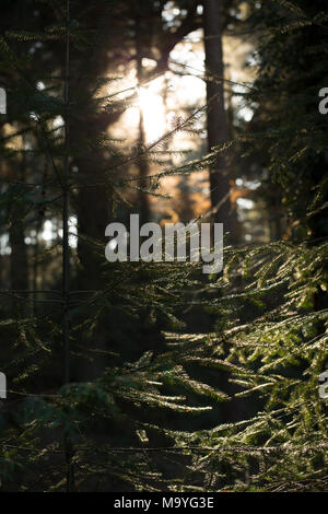 Sera luce del sole attraverso gli alberi, Hampshire Inghilterra GB Foto Stock