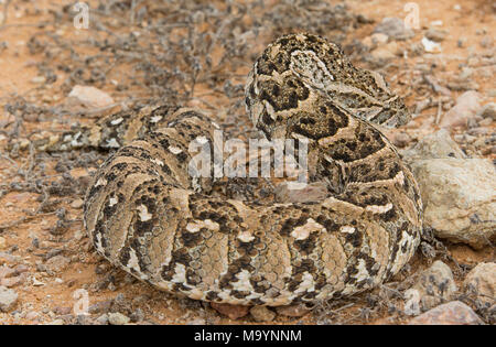 Puff sommatore (Bitis arietans) in Marocco in Nord Africa. Foto Stock