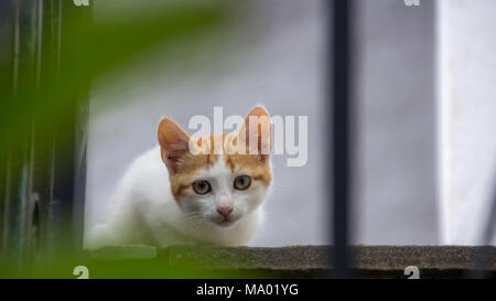 Arancione e bianco gatto a guardare fuori dalla finestra in Grecia Foto Stock