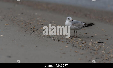 Seafull in piedi con ciottoli, sabbia e conchiglie di mare in background Foto Stock