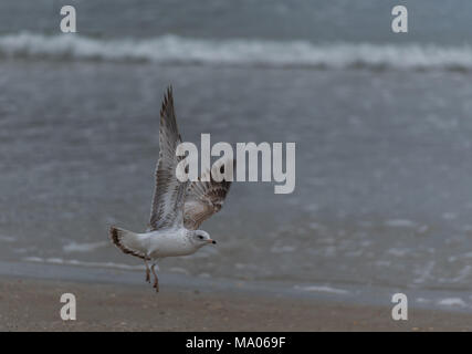 Seagull atterraggio con ali stese al litorale con vista mare in background Foto Stock