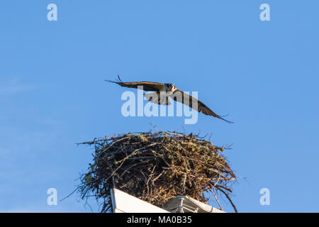 Il Falco pescatore (Pandion haliaetus), talvolta noto come il falco di mare, pesce eagle o pesce hawk, è una diurna, pesce-mangiare gli uccelli rapaci. Mackenzie river, né Foto Stock