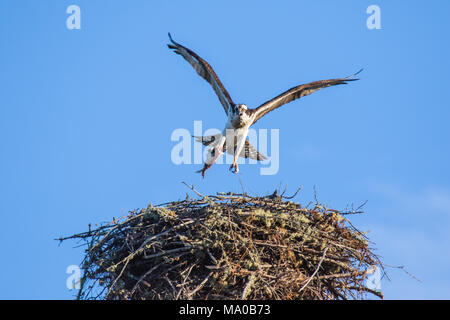 Falco pescatore (Pandion haliaetus) battenti con pesce in artigli oltre il grande nido. Mackenzie river, Northwest Territories ( NWT) Canada Foto Stock