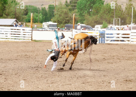 Bronc rider sta per avere un atterraggio difficile Foto Stock