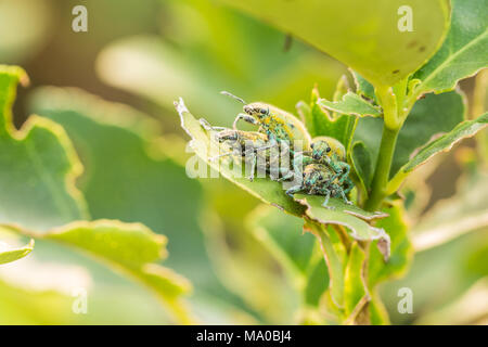 Quattro Hypomeces squamosus (verde curculione), giallo verdolino insetto su albero di limone Foto Stock