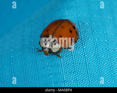 Asian ladybeetle (Harmonia axyridis) su un tessuto blu, vista da vicino Foto Stock