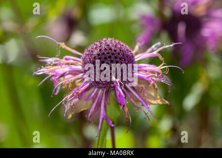 Redpurple Beebalm, Temynta (Monarda russeliana) Foto Stock