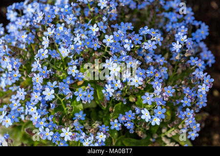 Dimenticare alpino-me-non, Alpförgätmigej (Myosotis alpestris) Foto Stock