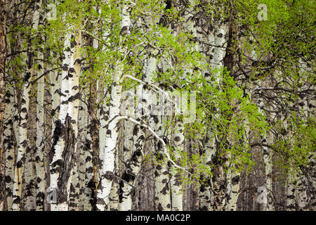 Nuove foglie su un boschetto di alberi di Aspen in primavera Foto Stock