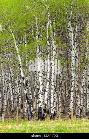 Nuove foglie su un boschetto di alberi di Aspen in primavera Foto Stock