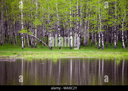 Nuove foglie su un boschetto di alberi di Aspen in primavera Foto Stock