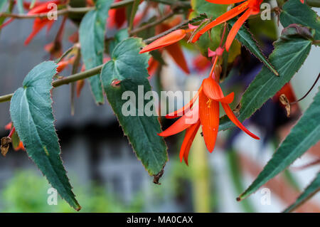 Orange begonia fioriture dei fiori nel giardino Foto Stock