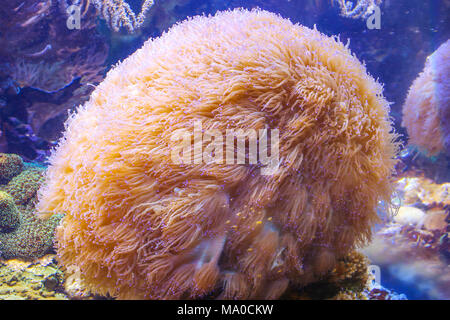 Anemone marittimo, bello colorato anemone marittimo sotto l'acqua nel profondo vedere, snorkeling Foto Stock