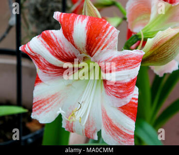 La tromba fiore bianco rosso striato, splendidi fiori in un giardino bellissimo fiore Foto Stock