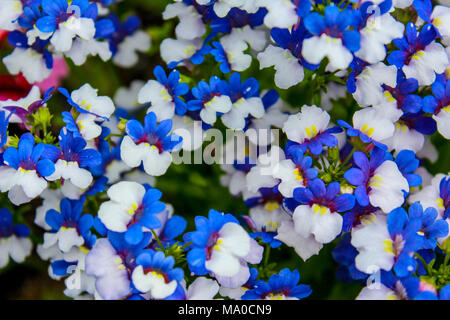 Blu e fiori bianchi, blu-bianco fiore, bel fiore bush Foto Stock