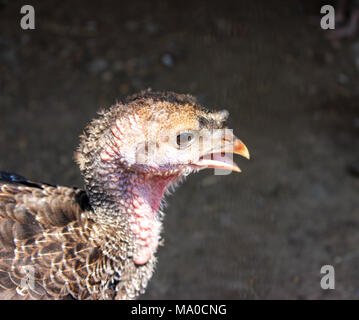 Baby Chicken , glabre, Turchia Foto Stock