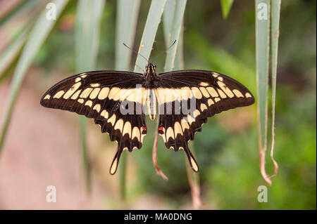 Butterfly, a coda di rondine Papilio machaon nel Parco delle Farfalle, Burg, Fehmarn, Mar Baltico, Schleswig-Holstein, Germania, Europa Foto Stock
