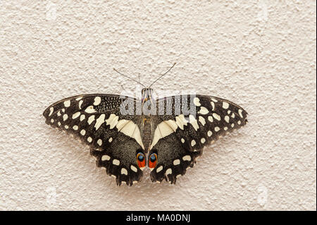 Butterfly, a coda di rondine Papilio machaon nel Parco delle Farfalle, Burg, Fehmarn, Mar Baltico, Schleswig-Holstein, Germania, Europa Foto Stock