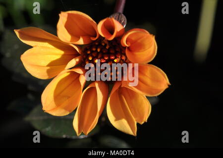 fiore della dalia Foto Stock