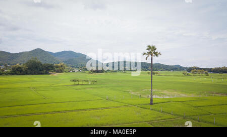 Antenna top view foto da flying drone del tempio buddista e i campi nella campagna di Chiang Mai, Thailandia del Nord Foto Stock