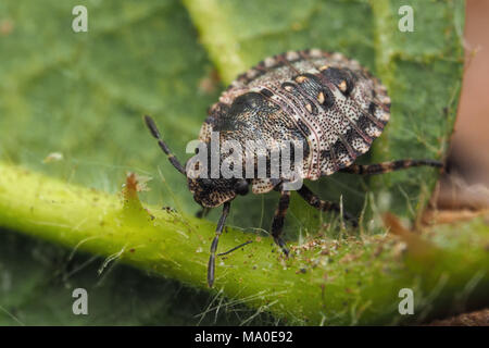 Forest Shieldbug presto ninfa instar (Pentatoma rufipes) sul lato inferiore della balestra. Circa 3.5mm. Tipperary, Irlanda Foto Stock