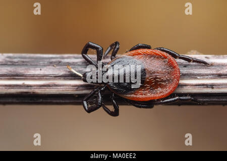 Pecore tick o Deer tick (Ixodes ricinus) a riposo sul gambo di pianta. Tipperary, Irlanda Foto Stock