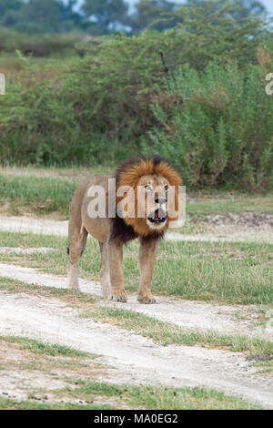 Lion (Panthera leo). Maschio adulto. Circa a ruggire. Okavango Delta. Il Botswana. L'Africa. Foto Stock