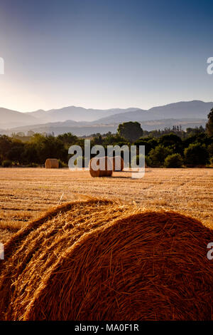 Harvest mattina, Poli Crysochous, Cipro. Foto Stock