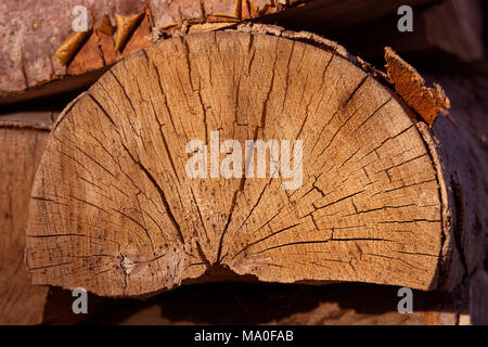 Texture di sfondo di corteccia di albero di close-up. Copia spazio per il testo. Il concetto di utilizzare il legno di sfiato nel decor e Foto Stock