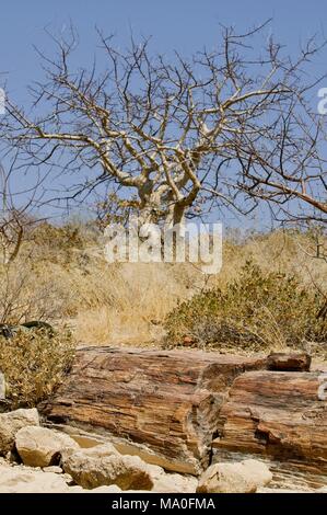 Alberi fossili presso il Parco Nazionale della Foresta Pietrificata in Damaraland, Namibia. Foto Stock