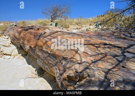 Alberi fossili presso il Parco Nazionale della Foresta Pietrificata in Damaraland, Namibia. Foto Stock