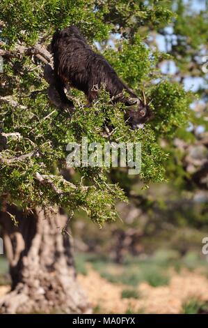 Gli alberi di Argan e la capra sul modo in Marocco. L'olio di Argan è prodotta usando i semi di alberi e l'olio viene usato per i cosmetici. Foto Stock