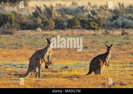 Femmina, Maschio e joey orientale i canguri grigio (Macropus giganteus), il Parco Nazionale di Coorong Australia. Foto Stock