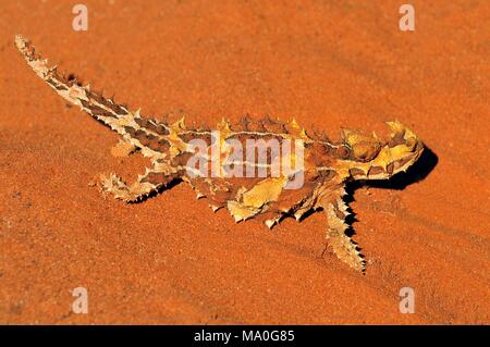 La spinosa diavolo o spinoso dragon (Moloch horridus) è un australiano lizard, noto anche come il diavolo di montagna, la lucertola spinosa, o il moloch, Uluru Foto Stock