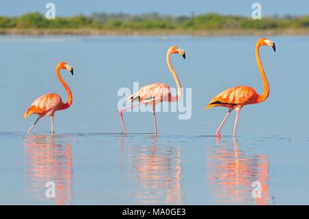 Una fila di American fenicotteri (Phoenicopterus ruber ruber-American Flamingo) nel Rio Lagardos, Messico. Foto Stock