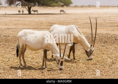 Antilope, Arabian oryx o bianco oryx (Oryx leucoryx) in Yotvata Hai-Bar Riserva Naturale, Israele. Foto Stock