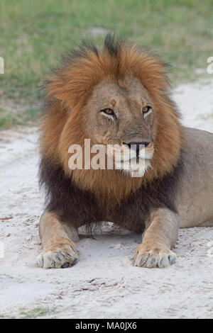 Leone africano (Panthera leo). Maschio adulto. Appena seduta sulla sabbia di savana. Sazio. Foto Stock