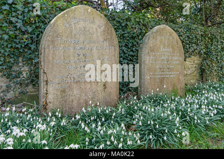 Snowdrops crescente intorno a due antiche lapidi nel cortile della chiesa di St Mary's , Bozeat, Northamptonshire, Regno Unito Foto Stock