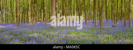 Foto panoramica delle Bluebells nei boschi vicino a Micheldever, Hampshire. I faggi sono pieni di verde e fresco e lascia l'aria riempito con il profumo Foto Stock