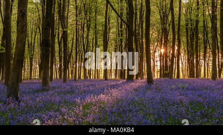 Sunrise nei boschi vicino a Micheldever, Hampshire. Come sun starbursts attraverso uno spazio tra gli alberi alberi di luce illuminano il bosco di moquette del pavimento Foto Stock