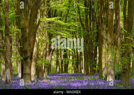 Pezzata luce del sole su di un tappeto di bluebells in contrasto con la nuova molla verde fogliame di faggio nel bosco vicino a Micheldever, Hampshire. Foto Stock