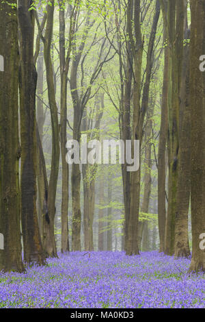 Guardando verso il basso le righe di faggi in Hampshire boschi in una nebbiosa mattina, il bosco pavimento in moquette bluebells. Foto Stock